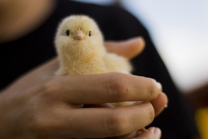 De pollitos, “El Mencho”, desinformación, y posverdad…