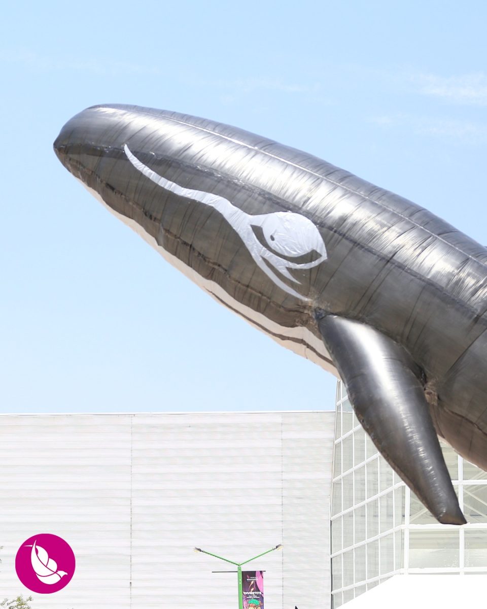 Festival Internacional de Papalotes y Cometas M.R. México