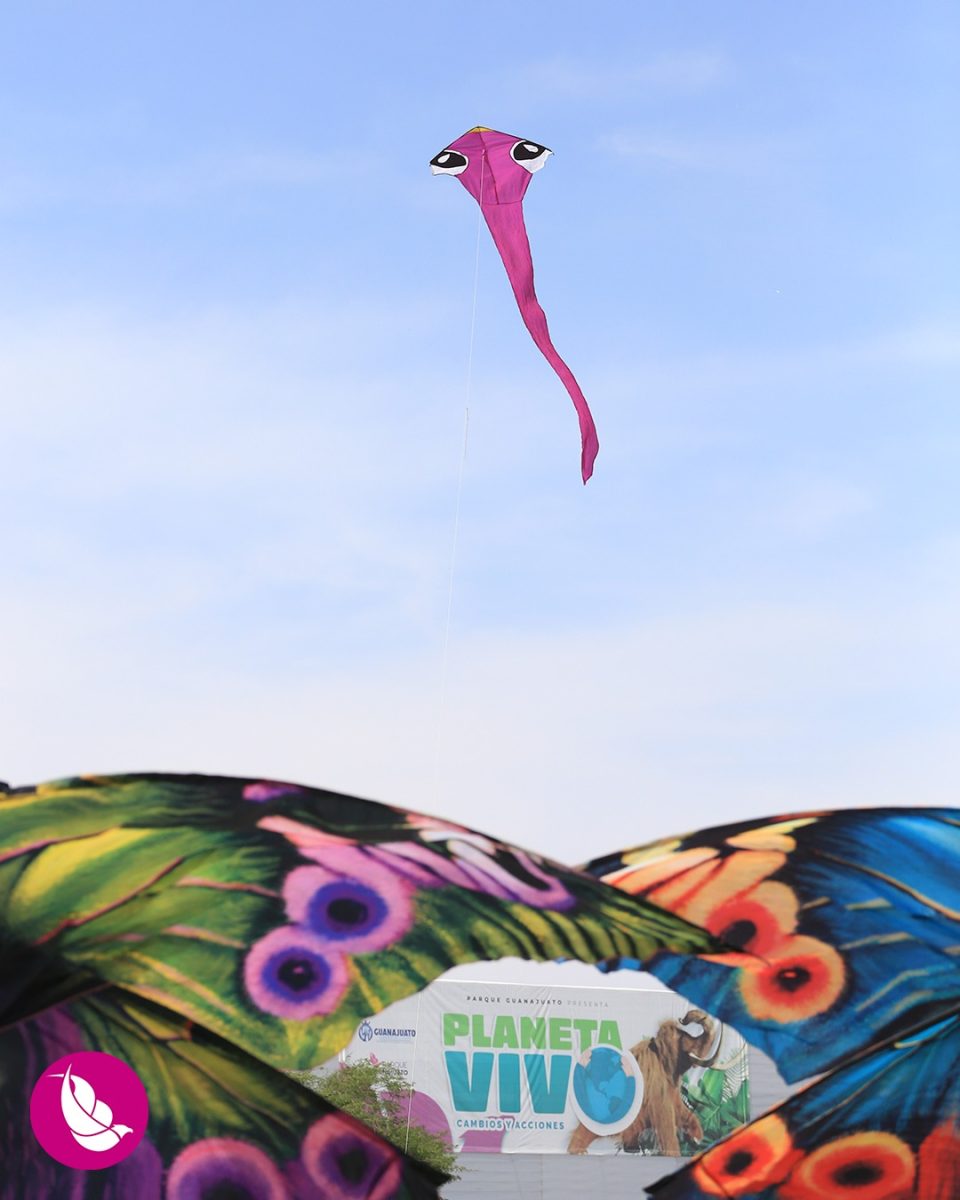 Festival Internacional de Papalotes y Cometas M.R. México